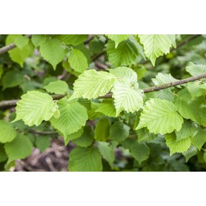 Nahaufnahme der grünen Blätter einer Corylus Avellana Haselnuss (40–60 cm) Strauch.