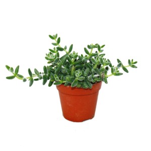 Exotenherz Saure Gurken Pflanze Delosperma Echinatum im 12cm Topf.