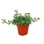 Exotenherz Saure Gurken Pflanze Delosperma Echinatum im 12cm Topf.