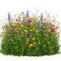 Bunte Veitshöchheimer Bienenweide mit vielfältigen Blumen und Gräsern. Mehrjährige Blumensamen für Insekten im Garten.