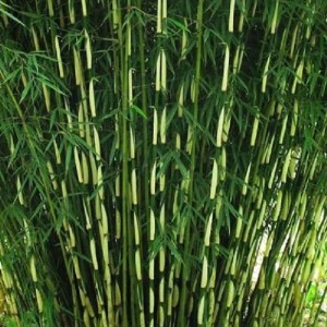 Heckenbambus 'Pingwu' Fargesia robusta 60 bis 80 cm im Container Immergrün
