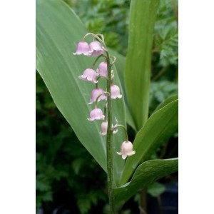 Rosa Maiglöckchen (Convallaria majalis Rosea) im 9x9 cm Topf, zarte rosa Blüten.