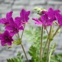 Erodium Manescavii Pyrenäen Storchschnabel im 9x9 cm Topf mit violetten Blüten.