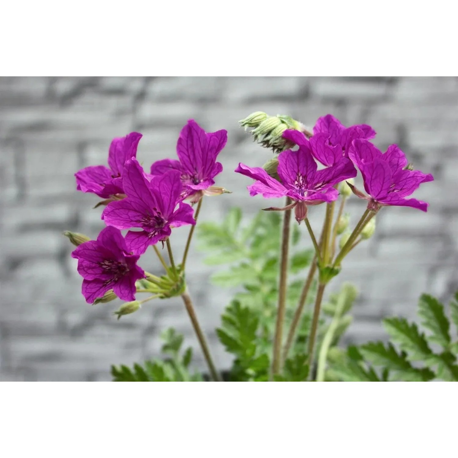 Erodium Manescavii Pyrenäen Storchschnabel im 9x9 cm Topf mit violetten Blüten.