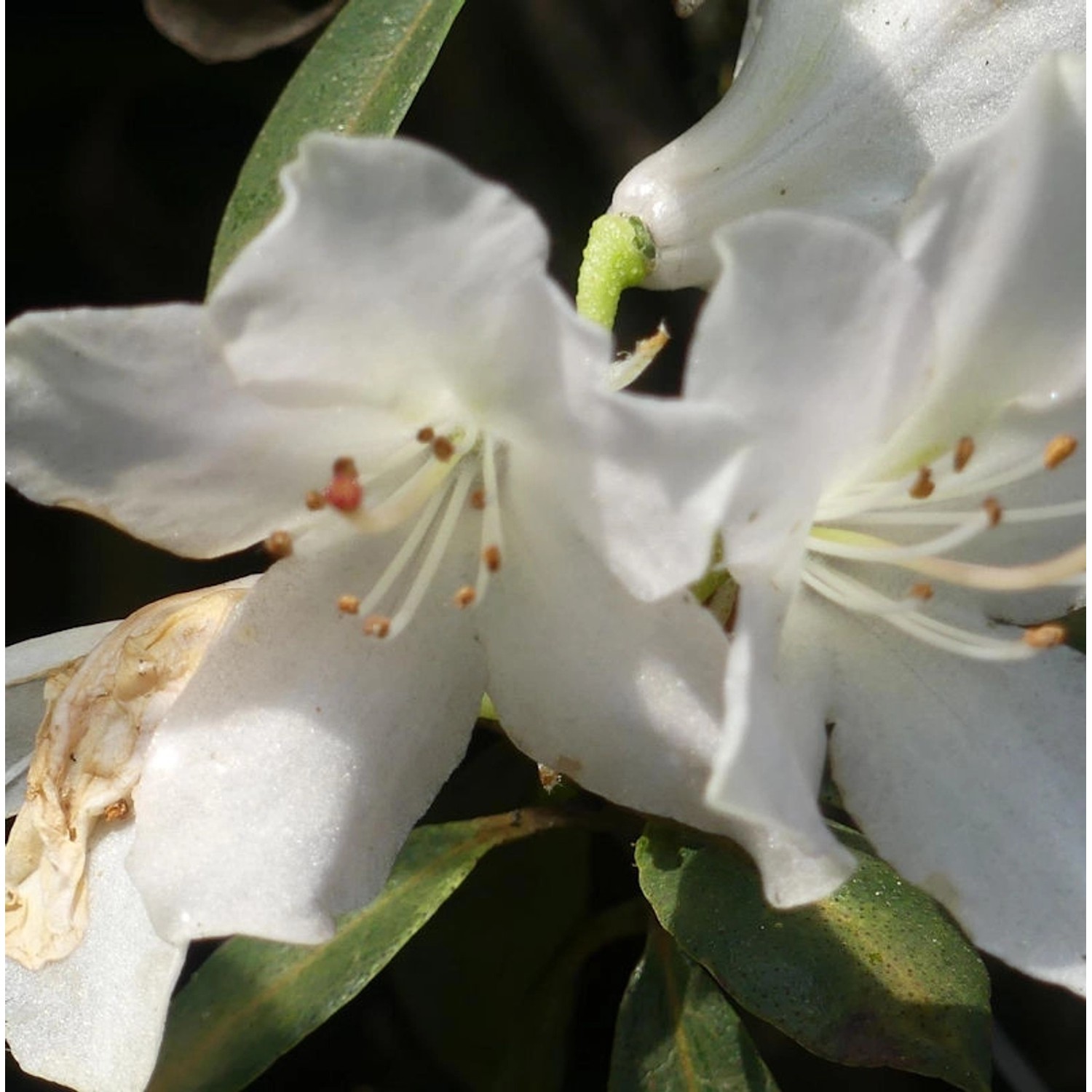 Rhododendron wongii 30-40cm günstig online kaufen