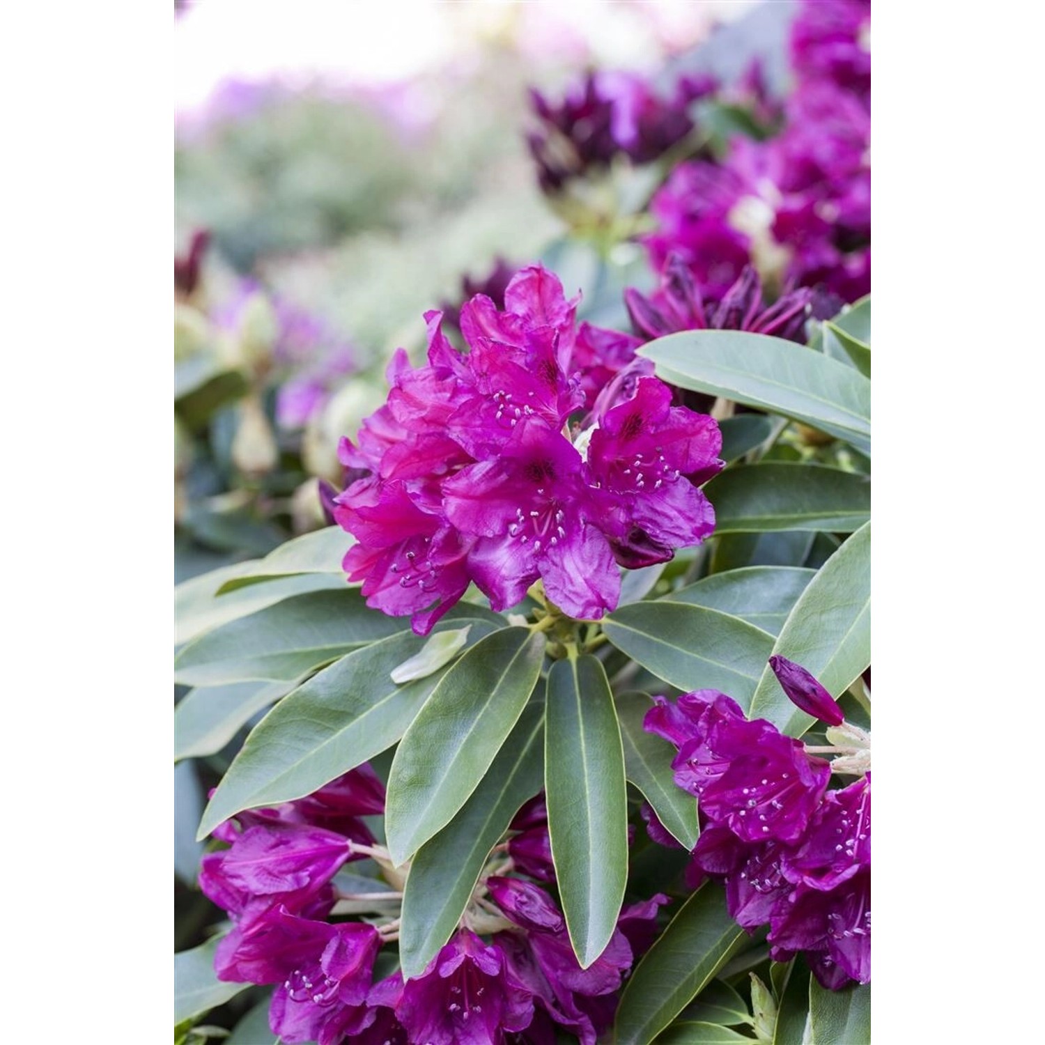 Rhododendron Hybr. Old Port Rhododendron Purpurrot 40–50 cm günstig online kaufen