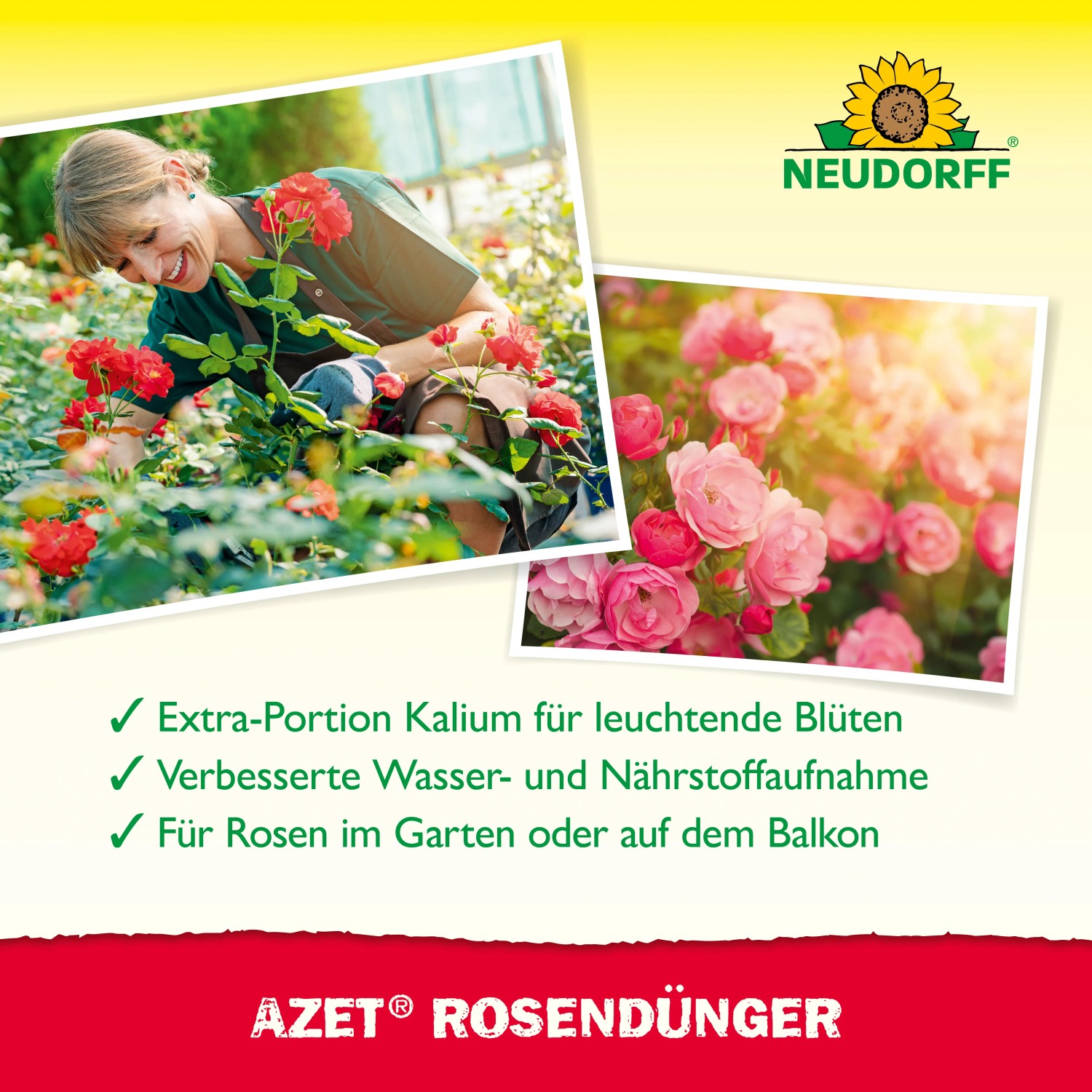 Anwendung von Neudorff Rosen-Dünger Azet Plus für prächtige Rosenblüten.