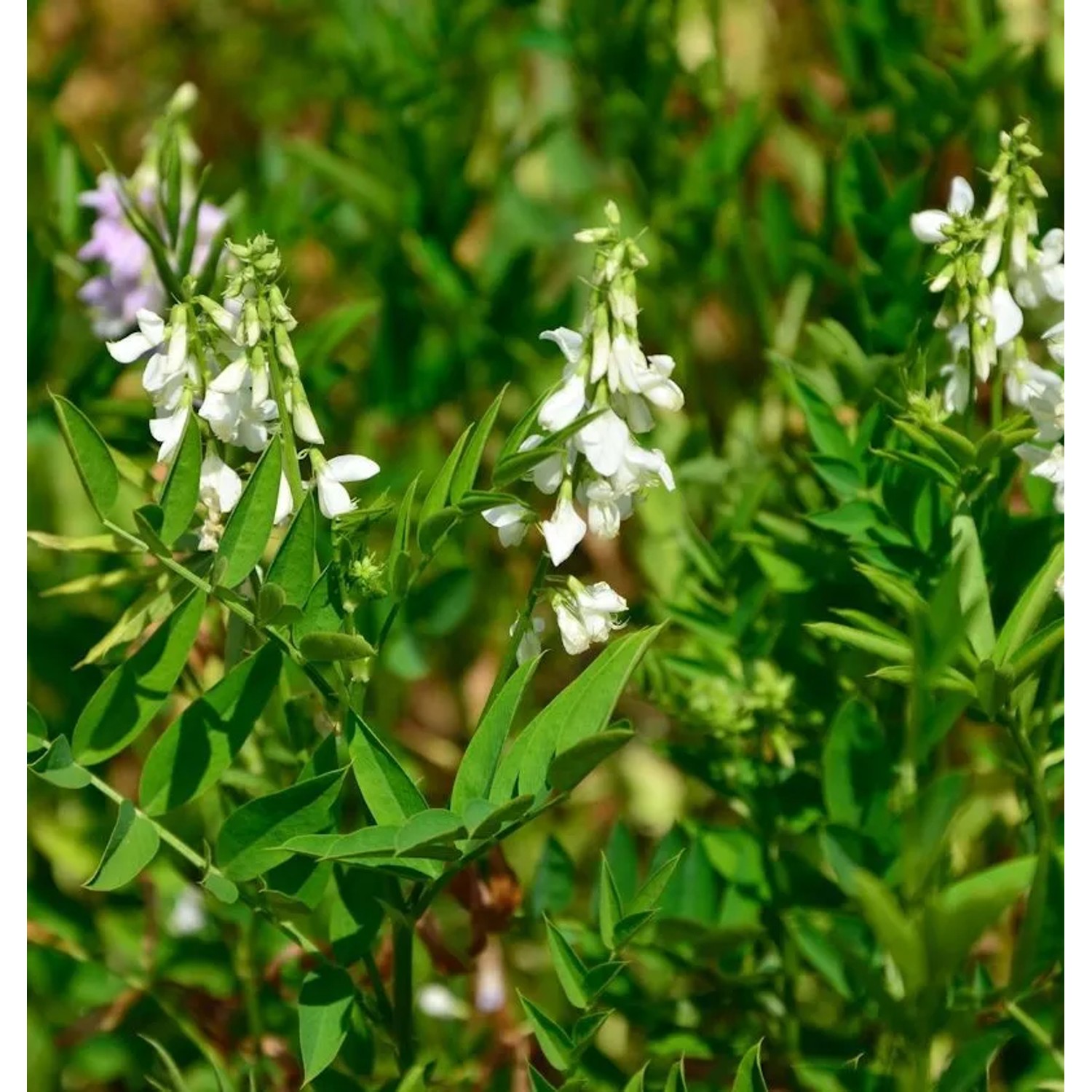 weiße Geißraute - Galega hartlandii