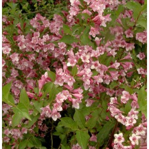 Blühende Weigelie Stelzneri (Weigela florida) mit rosa Blüten und grünen Blättern.