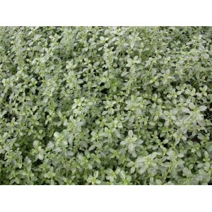 Nahaufnahme des silbrig-grünen Zitronenthymians 'Silver Queen' im 9x9 cm Topf. Stauden für sonnige Standorte.