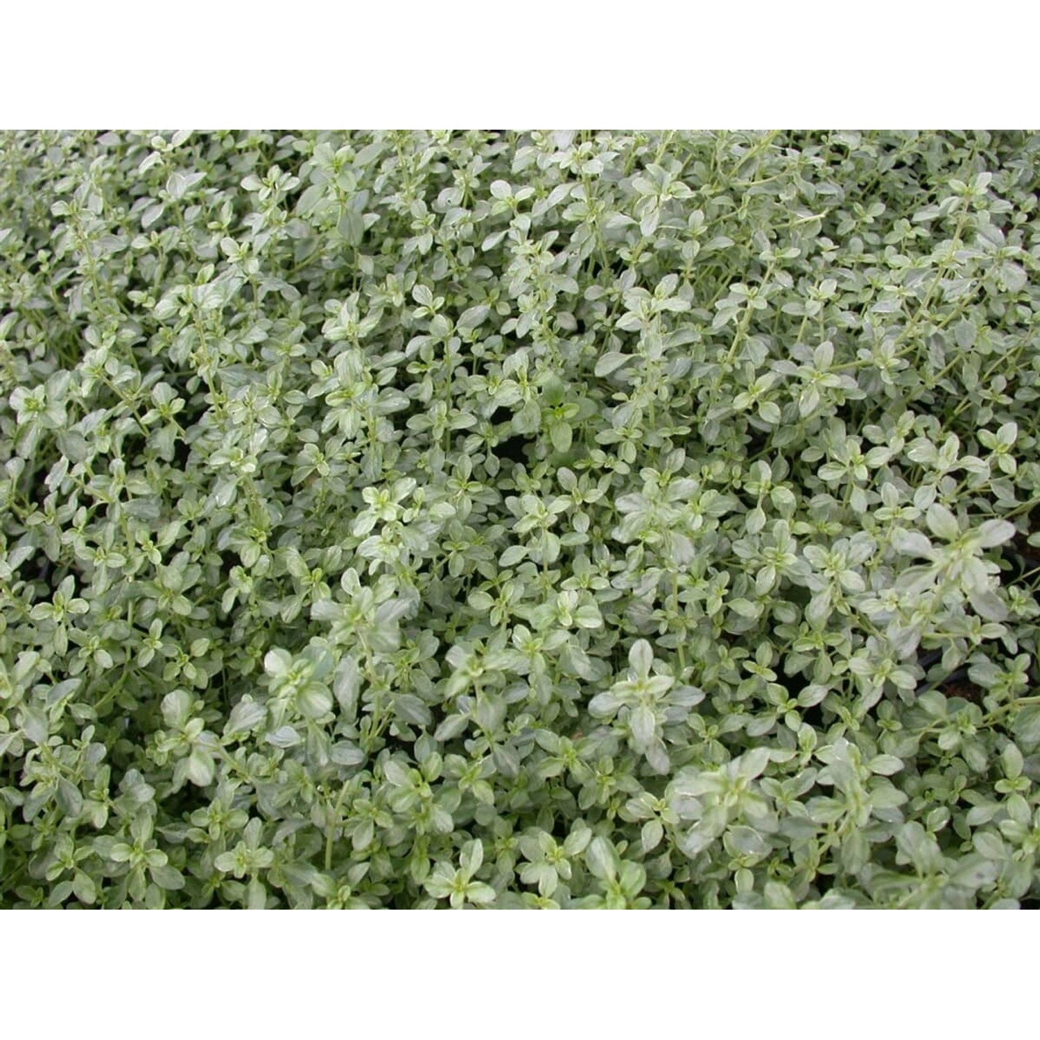 Thymus X Citriodorus Silver Queen Zitronenthymian Ca. 9x9 cm Topf günstig online kaufen
