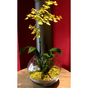 Gelbe Orchidee in Glasvase mit Colomi Orchideengranulat (1 l).