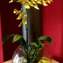 Gelbe Orchidee in Glasvase mit Colomi Orchideengranulat (1 l).