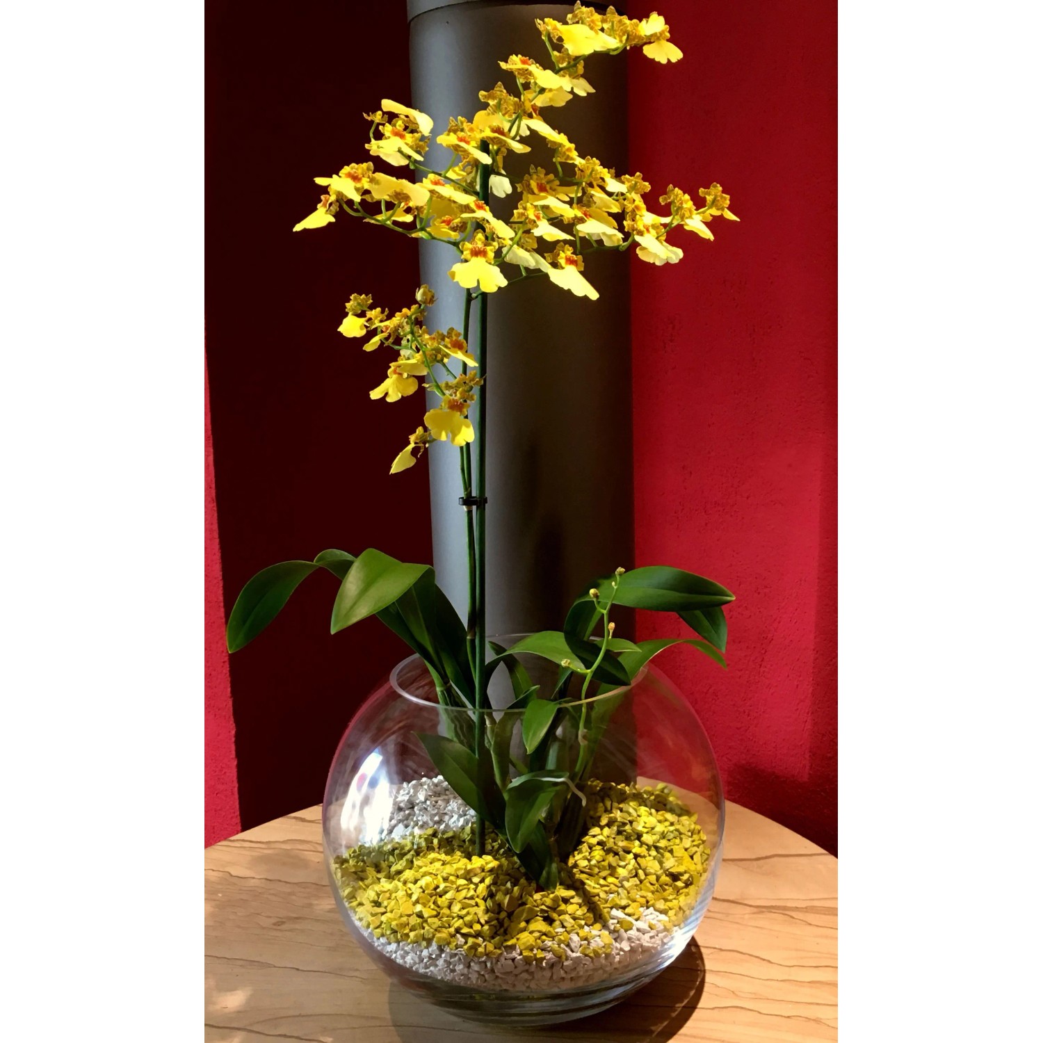 Gelbe Orchidee in Glasvase mit Colomi Orchideengranulat (1 l).