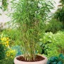 Gartenbambus Panda (Fargesia) im Topf (ca. 34 cm Ø). Ideal als Hecken- oder Solitärpflanze.