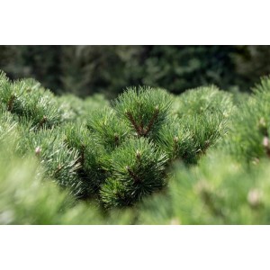 Kompakte Schwarzkiefer Pinus Nigra Nana mit dichten, grünen Nadeln.