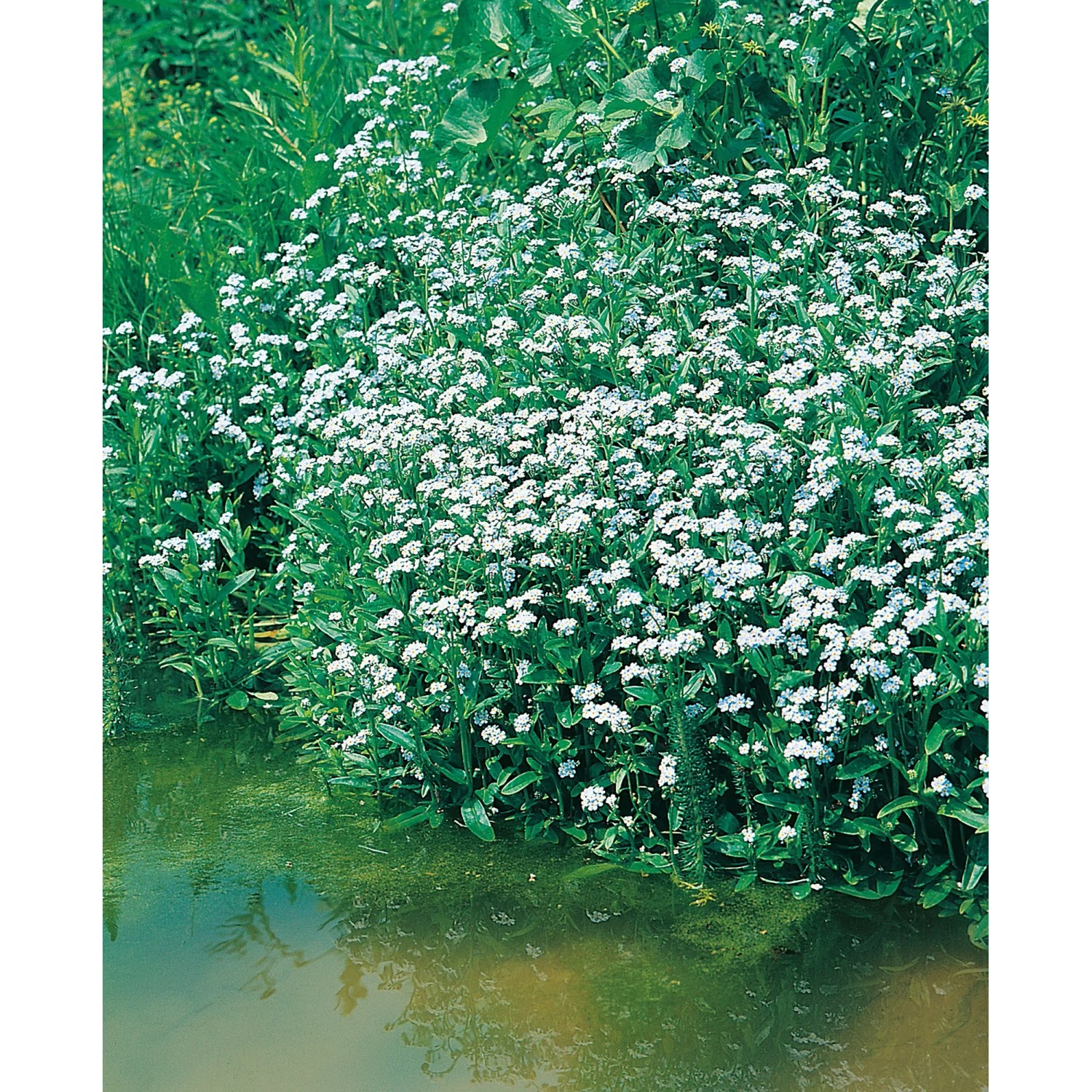 Blühendes Sumpf-Vergissmeinnicht am Ufer, Topf-Ø ca. 9 cm, Myosotis palustris.