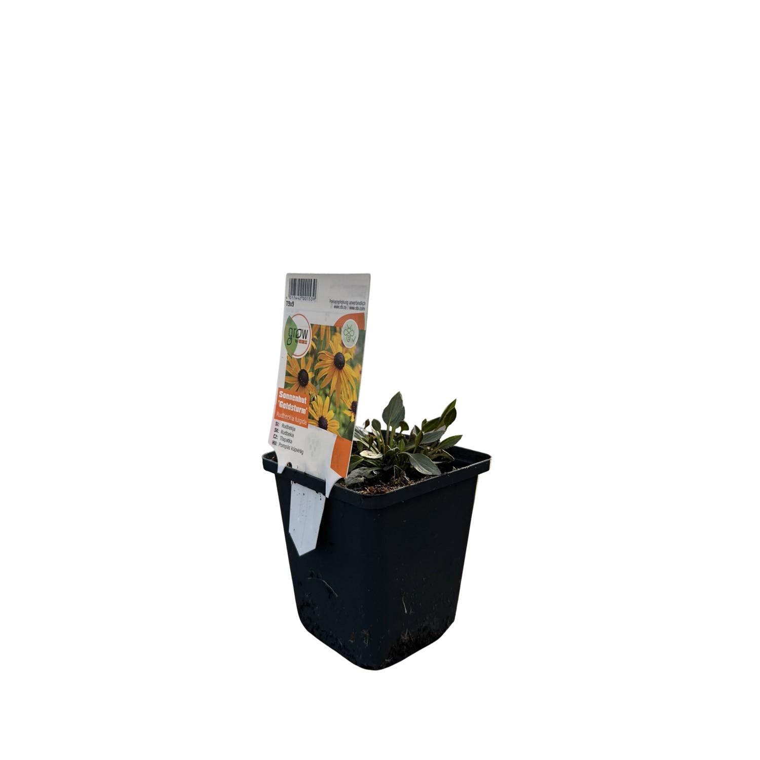 GROW by OBI Sonnenhut Goldsturm Gelb Topf-Ø ca. 9 cm x 9 cm Rudbeckia