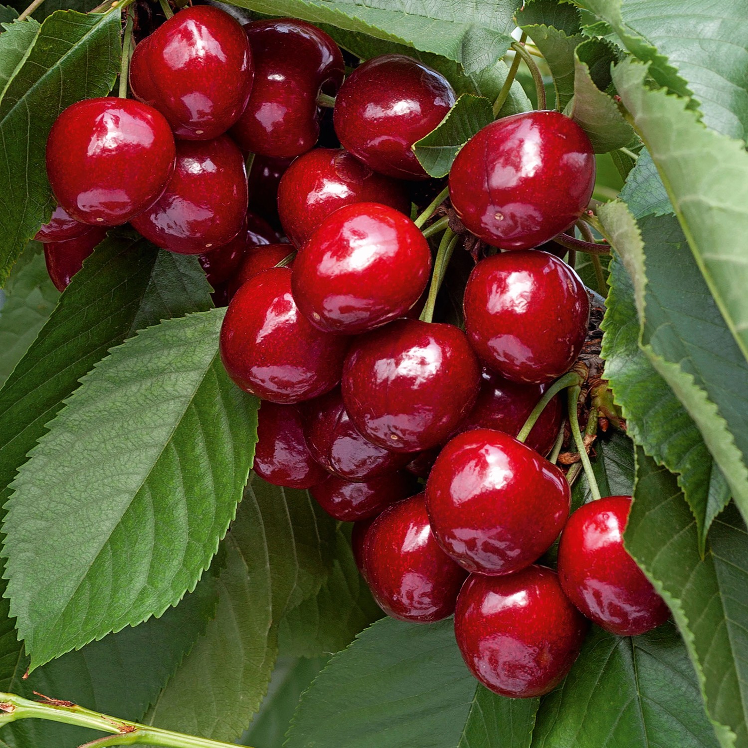 Süße, rote Bio Süßkirschen Lapins am Baum mit grünen Blättern.