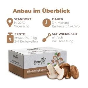 Hawlik Pilzbrut Pilzzuchtset-Bundle mit Bio Shiitake und Bio Kräuterseitling Pilzkultur für Pilzzucht Zuhause