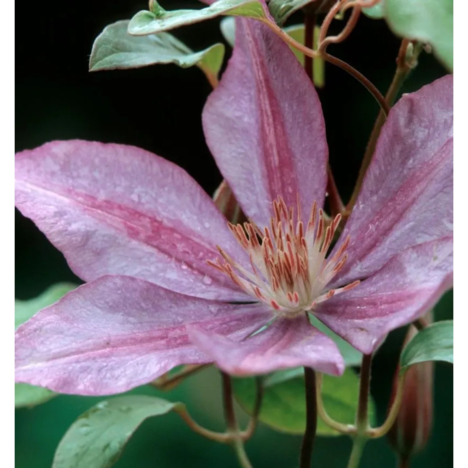 Evison Waldrebe Josephine 60-80cm - Clematis