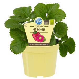 Blu Bio-Erdbeere Toscana im Topf, grüne Blätter. Süße Früchte für Garten, Balkon & Terrasse.