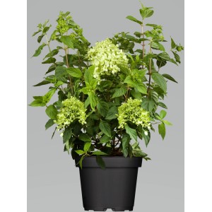 Rispenhortensie Confetti im Topf, ca. 60-80 cm hoch, mit hellgelben Blütenständen.