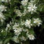 Blühender Großblumiger Feldjasmin (Philadelphus grandiflorus) mit weißen Blüten und grünen Blättern.