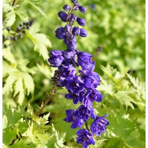 Rittersporn New Millennium Purple Passion - Delphinium