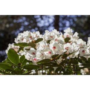 Nahaufnahme des Rhododendron Hybr. Hachm. Picobello mit weißen Blüten und grünen Blättern.