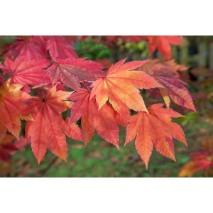 Leuchtend rote Blätter des Japanischen Ahorn (Acer Japonicum Indian Summer).