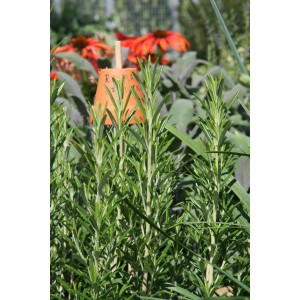 Rosmarin 'Riviera' im Topf, eine aromatische Küchenkräuter-Pflanze für sonnige Standorte.