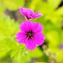 Leuchtend pinke Blüte des Armenischen Storchschnabels 'Ivan' im 9x9 cm Topf.
