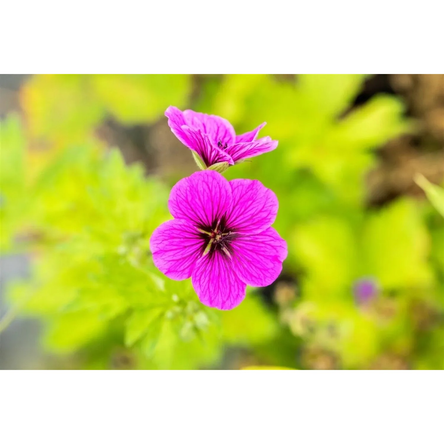 Leuchtend pinke Blüte des Armenischen Storchschnabels 'Ivan' im 9x9 cm Topf.