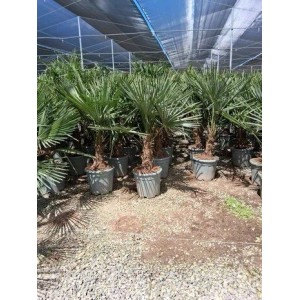 Sunny-Tree Trachycarpus Fortunei Chinesische Fächerpalme 120 bis 140 cm Stammhöhe 20 bis 30 cm Winterhart bis -18°C