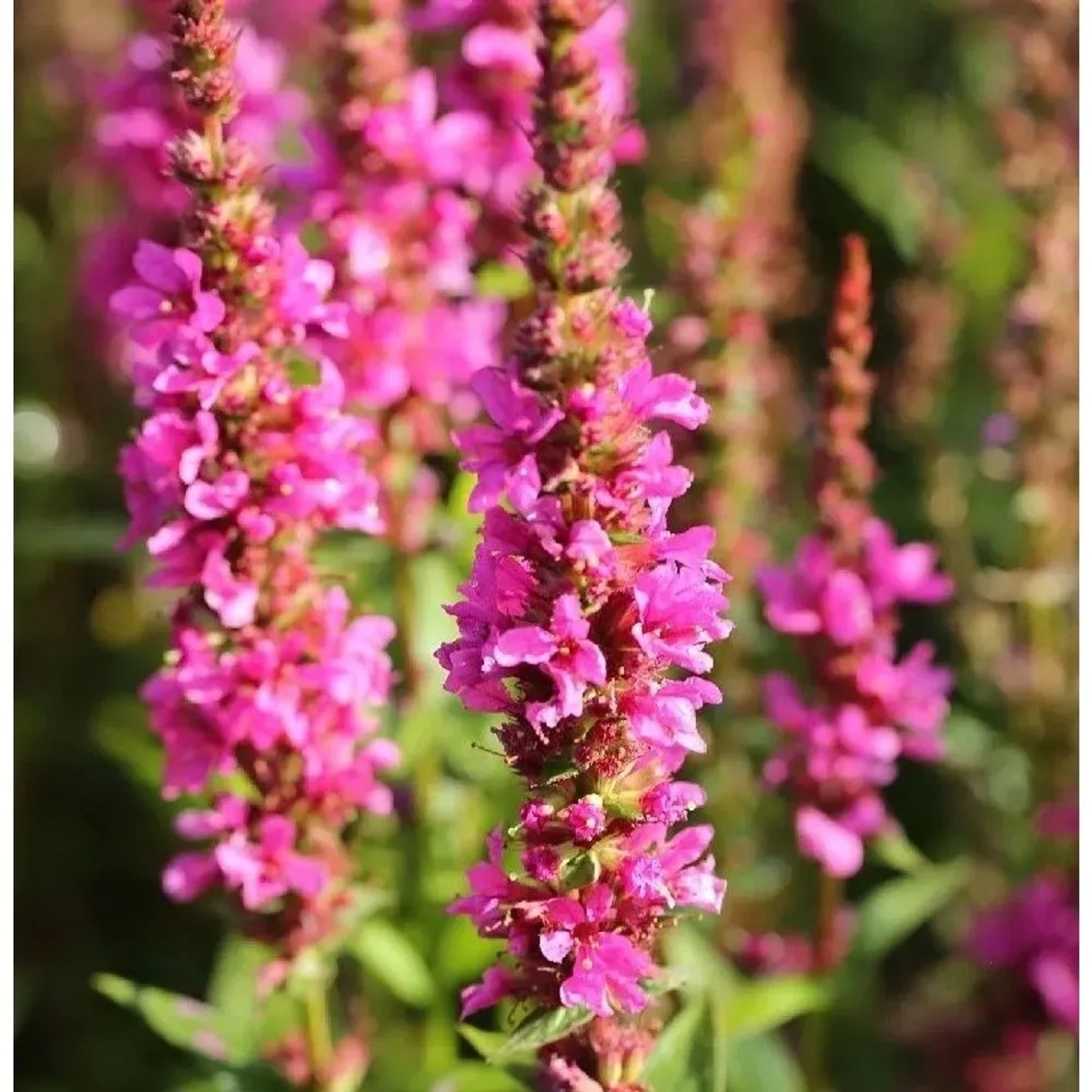 Blutweiderich Robert - Lythrum salicaria