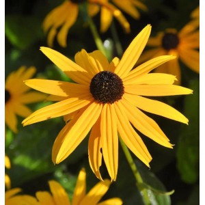 Goldgelber Sonnenhut (Rudbeckia fulgida) mit dunkler Mitte, Nahaufnahme der Blüte.