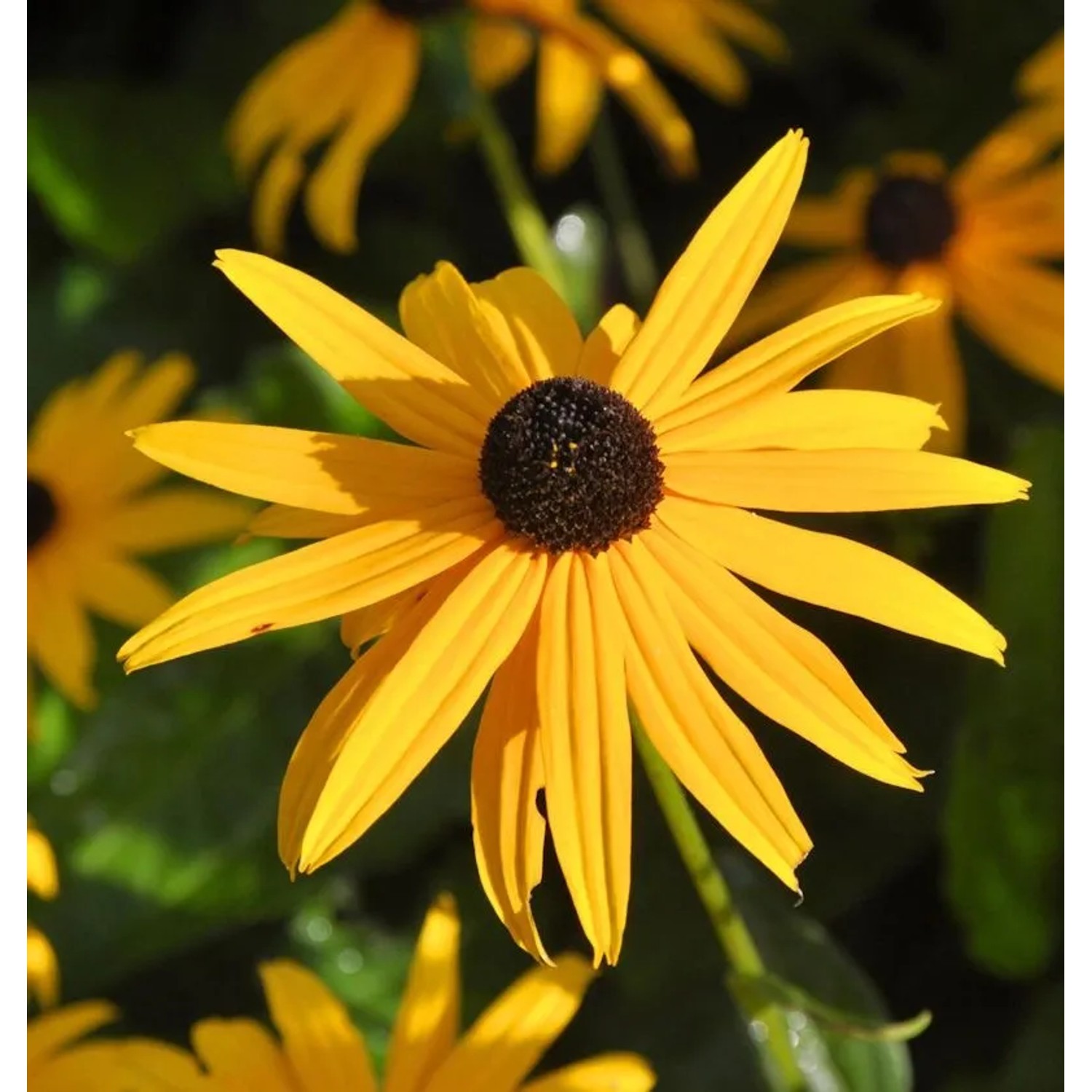 Sonnenhut Goldsturm - Rudbeckia fulgida