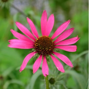 Nahaufnahme des rosafarbenen Sonnenhuts 'Rocky Top' (Echinacea tennesseensis) mit braunem Blütenkopf.