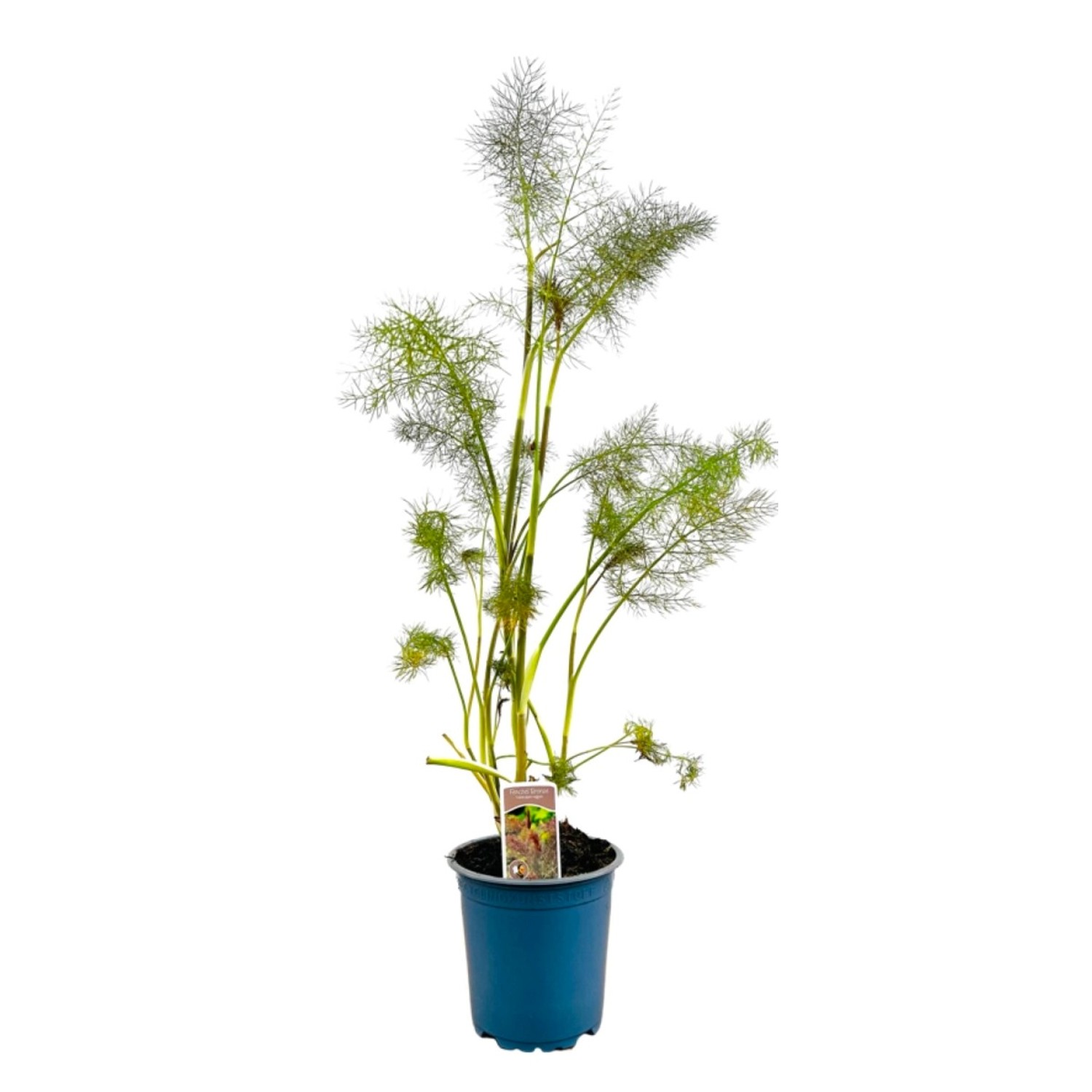 Foeniculum Vulgare Rubrum Roter Fenchel Ca. 11x11 cm Topf günstig online kaufen