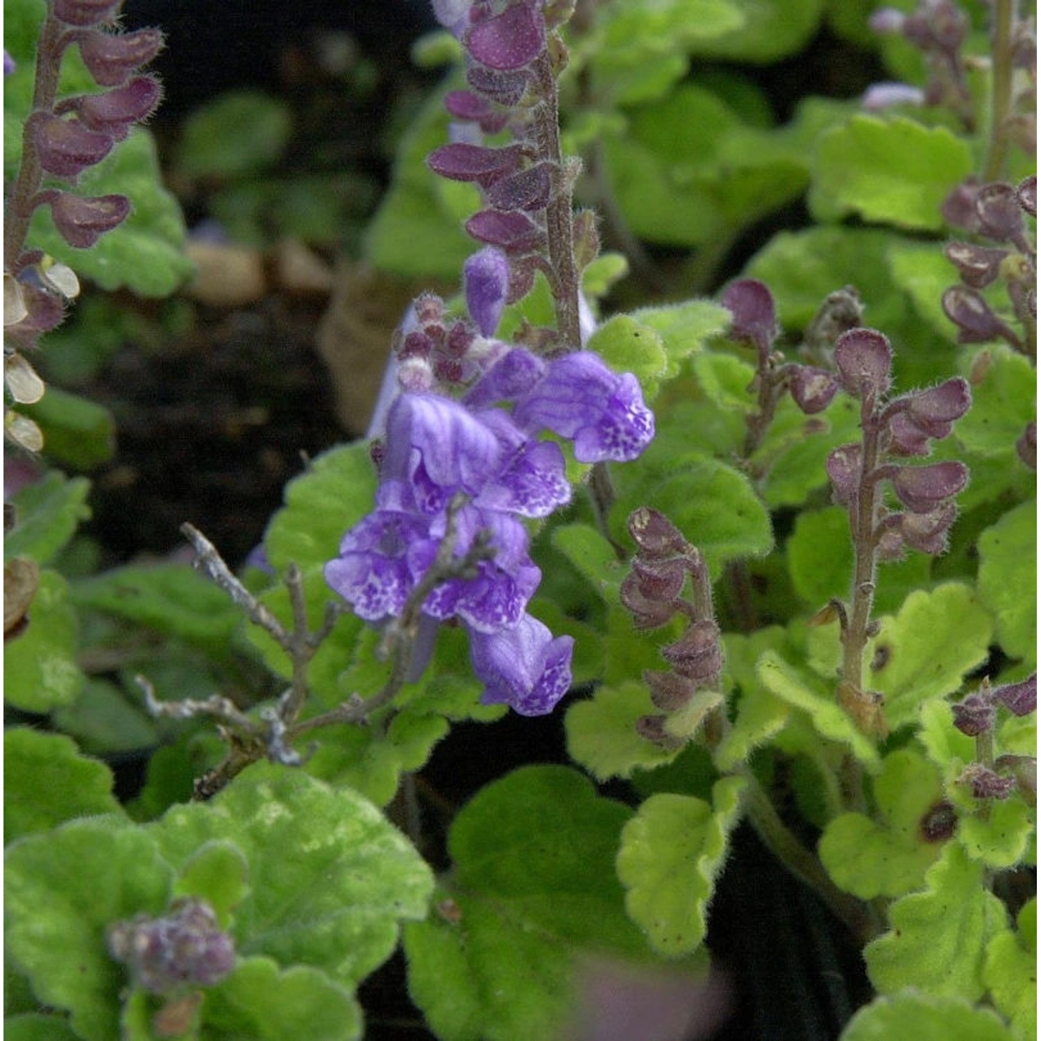 Herbst Helmkraut Parviflora - Scutellaria incana günstig online kaufen