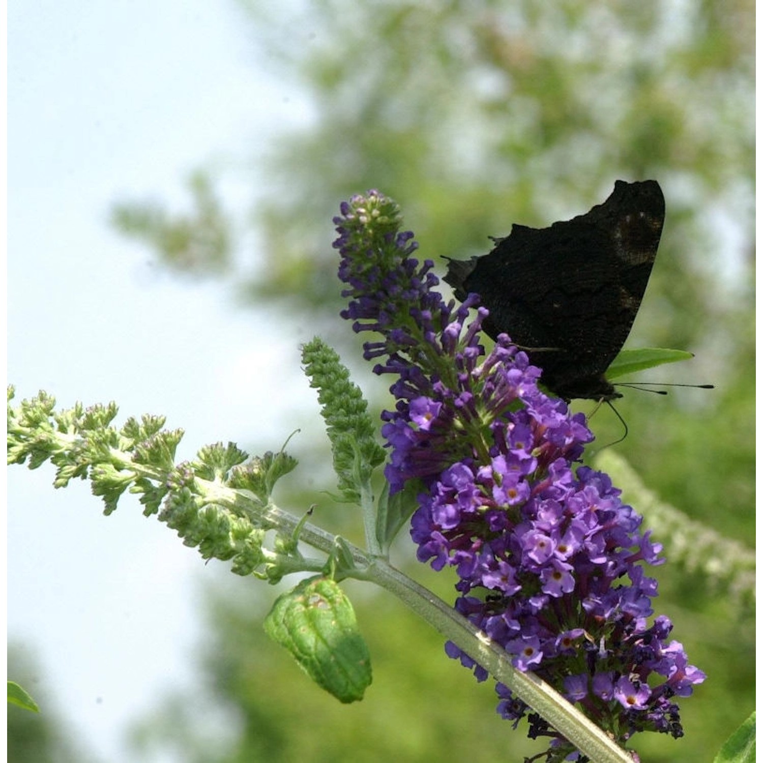 Sommerflieder Groovy Grape 60-80cm - Buddleja günstig online kaufen