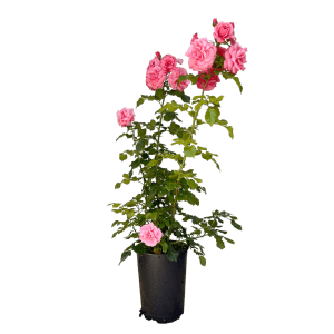 Baumfink Strauchrose Dornröschenschloss Sababurg im Topf mit rosa Blüten.