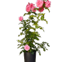 Baumfink Strauchrose Dornröschenschloss Sababurg im Topf mit rosa Blüten.