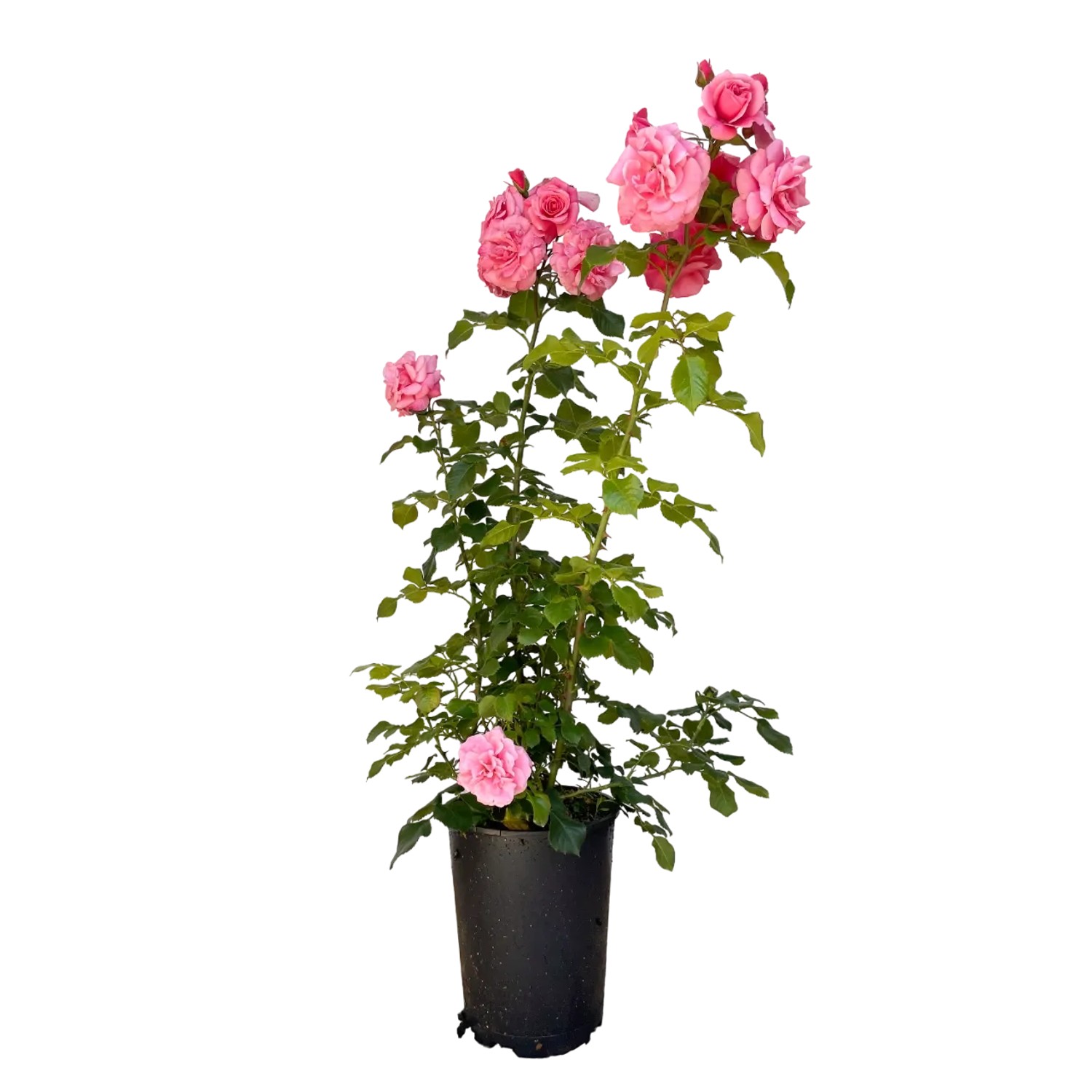 Baumfink Strauchrose Dornröschenschloss Sababurg im Topf mit rosa Blüten.