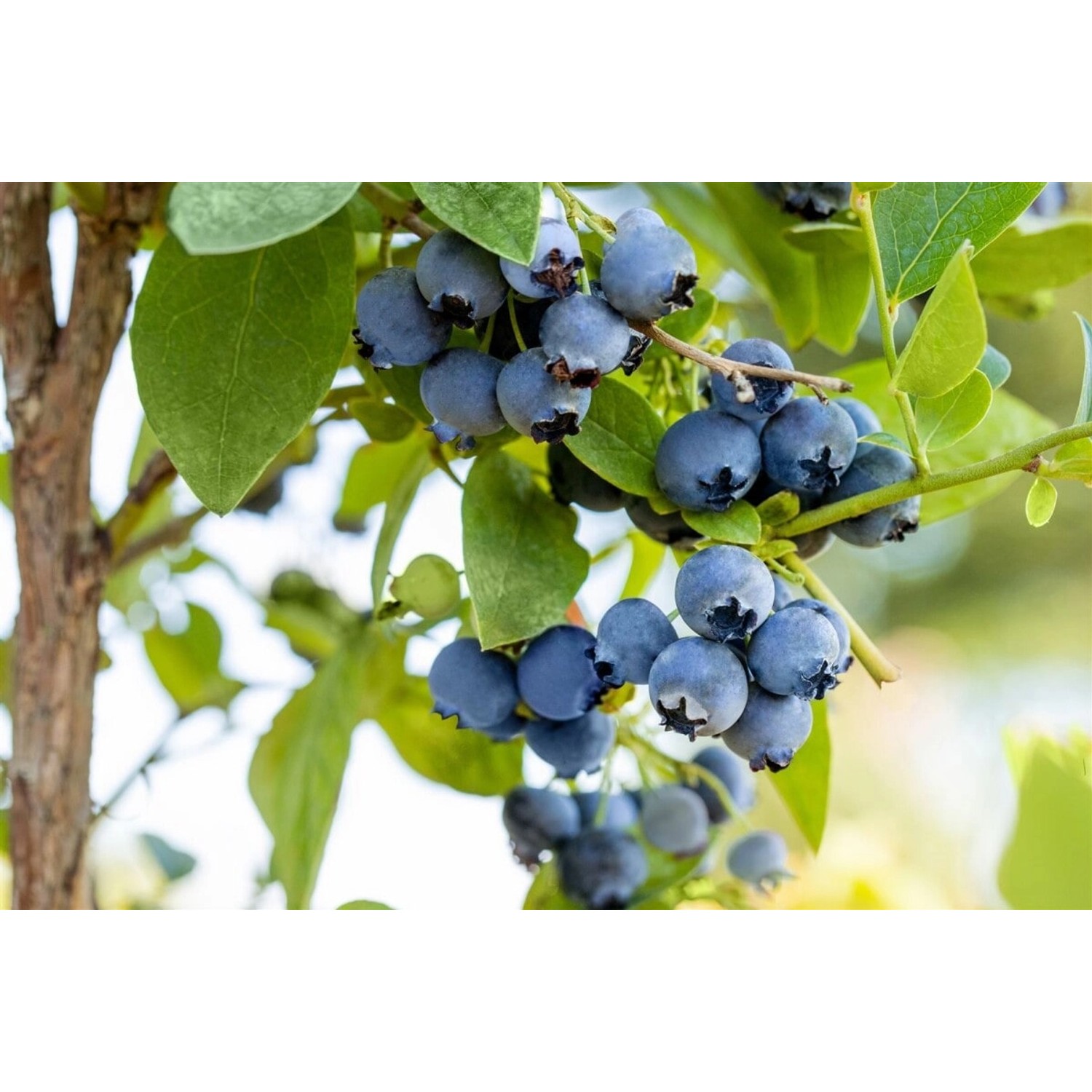 Vaccinium Corymbosum Bluejay Heidelbeere 40–60 Cm Ertragreich günstig online kaufen