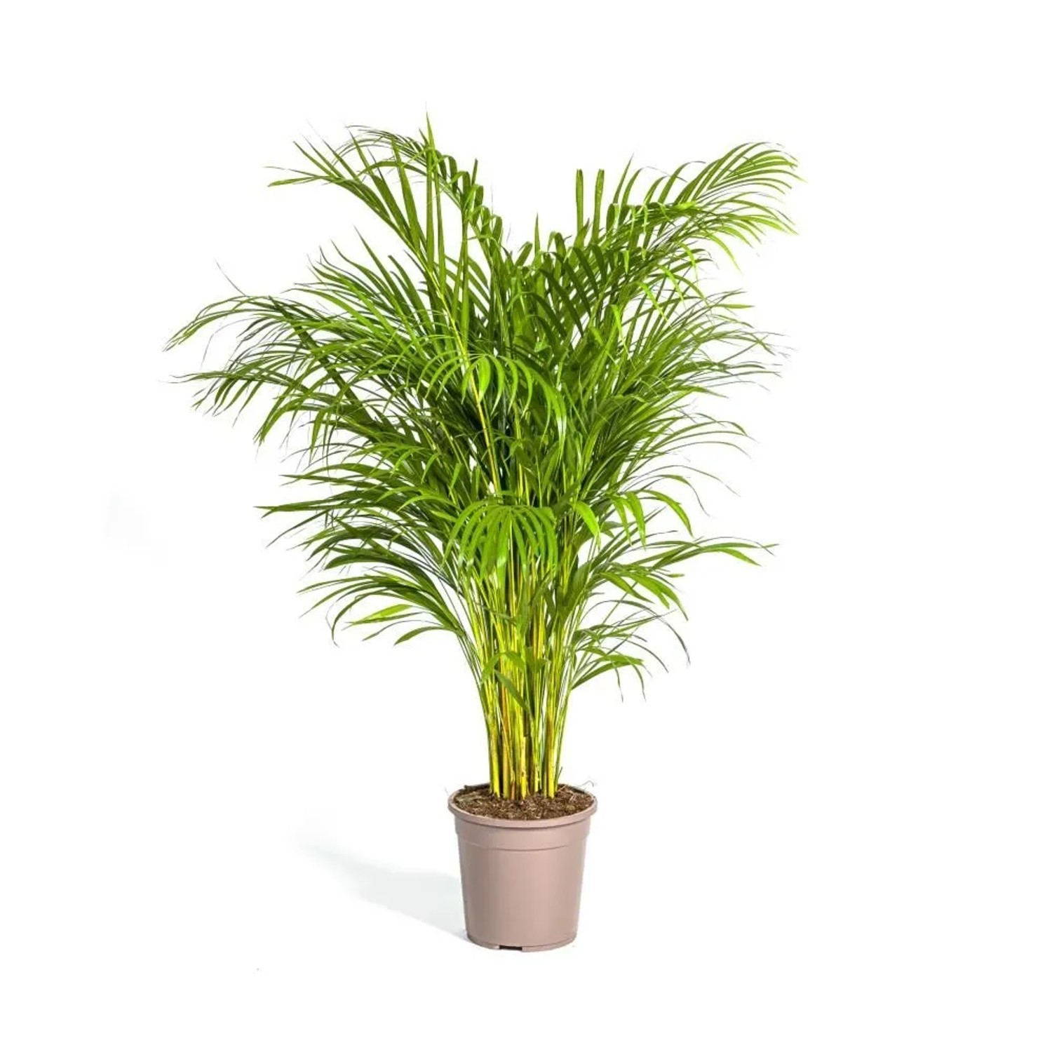 Exotenherz Goldfruchtpalme Dypsis Lutescens Areca Solitärpflanze ca. 120-140cm Hoch 24cm Topf