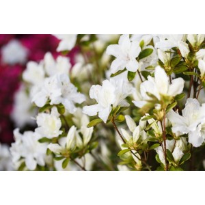 Rhododendron Feenkissen mit weißen Blüten, 20–25 cm hoch.