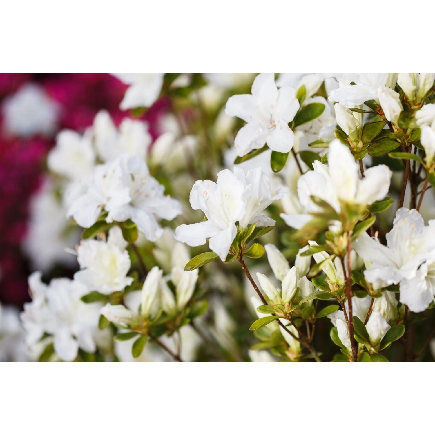 Rhododendron Obtusum Feenkissen Rosa Blüten 20–25 cm günstig online kaufen