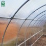 Innenansicht Klasika Greenhouses Tube Gewächshaus 18m² mit Polycarbonatabdeckung.